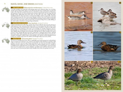 Birds of Australia, A photographic guide - Campbell, S. 2014